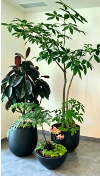 杭州湾绿植租赁品种-杭州湾绿化养护培训-鄞州绿植租用费用-奉化花卉租摆摆放方式